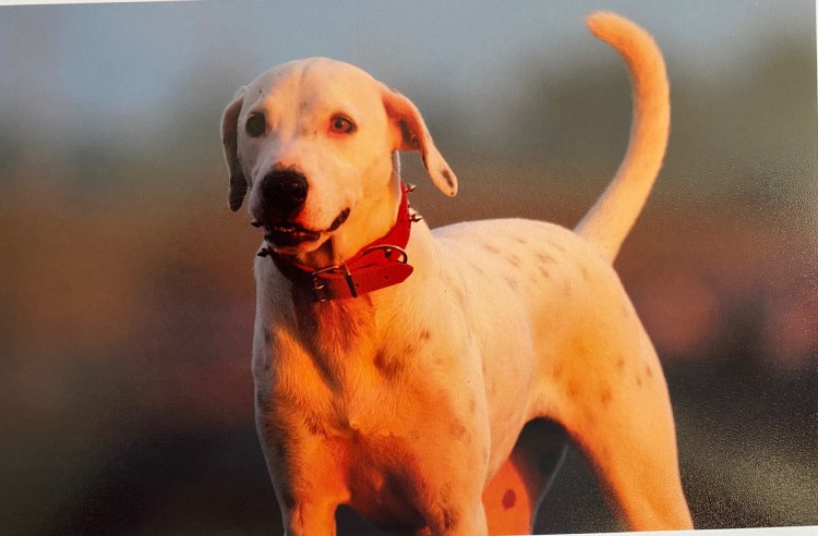 Clara the Costa Rican dog