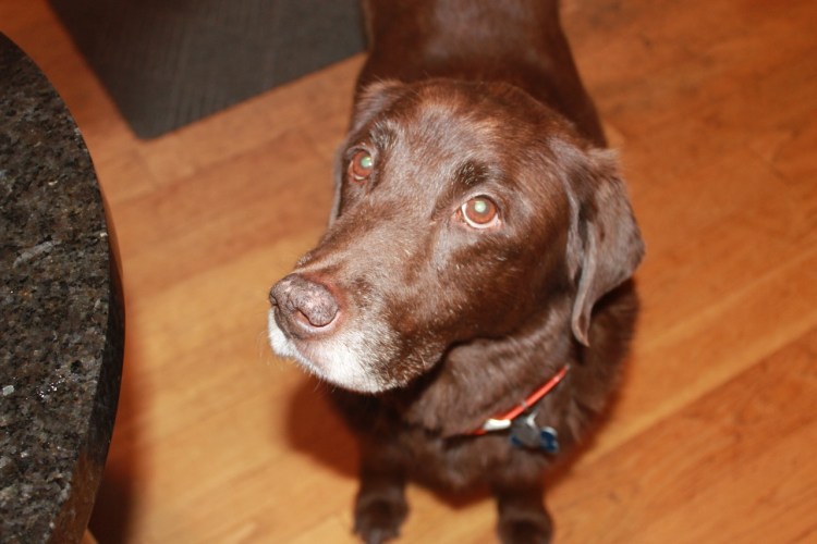 Etta begging for a tidbit