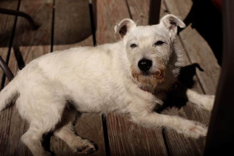Holly basking in the sun