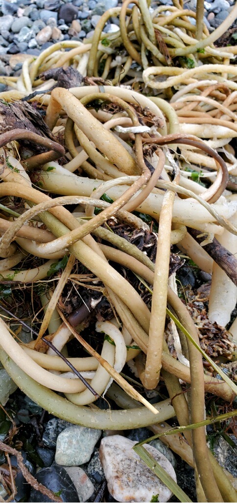 Kelp