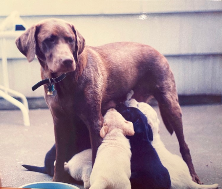 Abby and her pups 1995