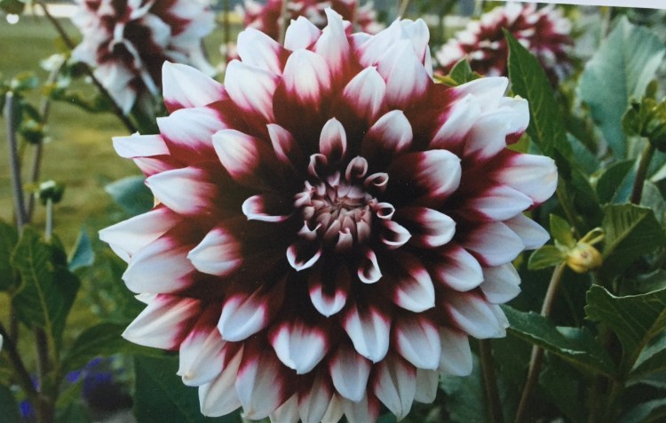 Kathy's dahlia