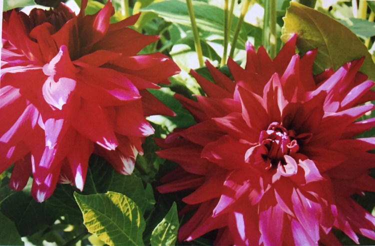 Kathy's dahlias