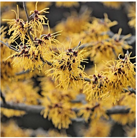 Witch Hazel tree